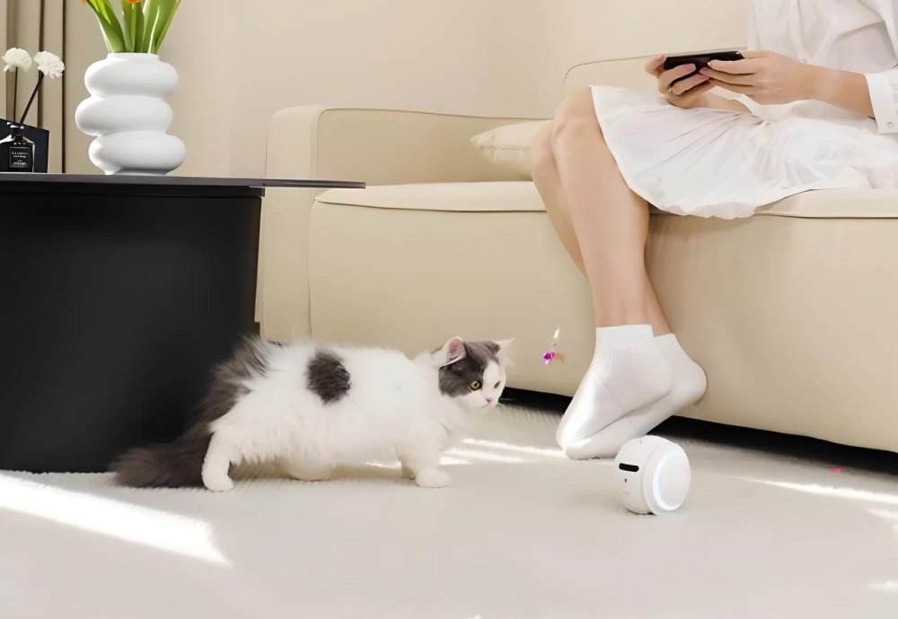 pet camera for cats